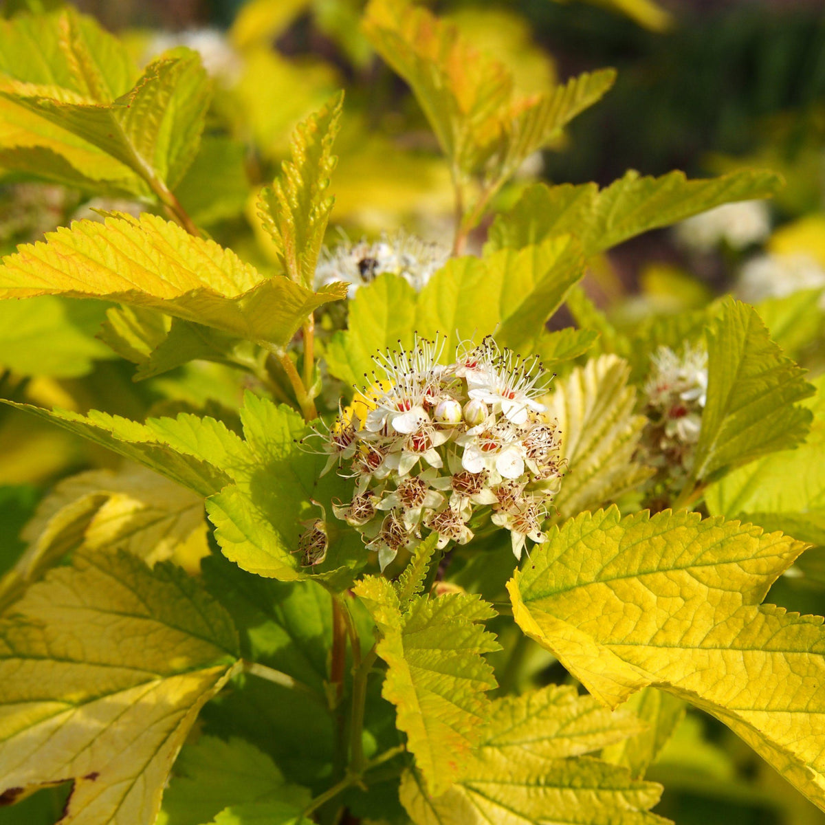 Physocarpe Angel Gold - physocarpus