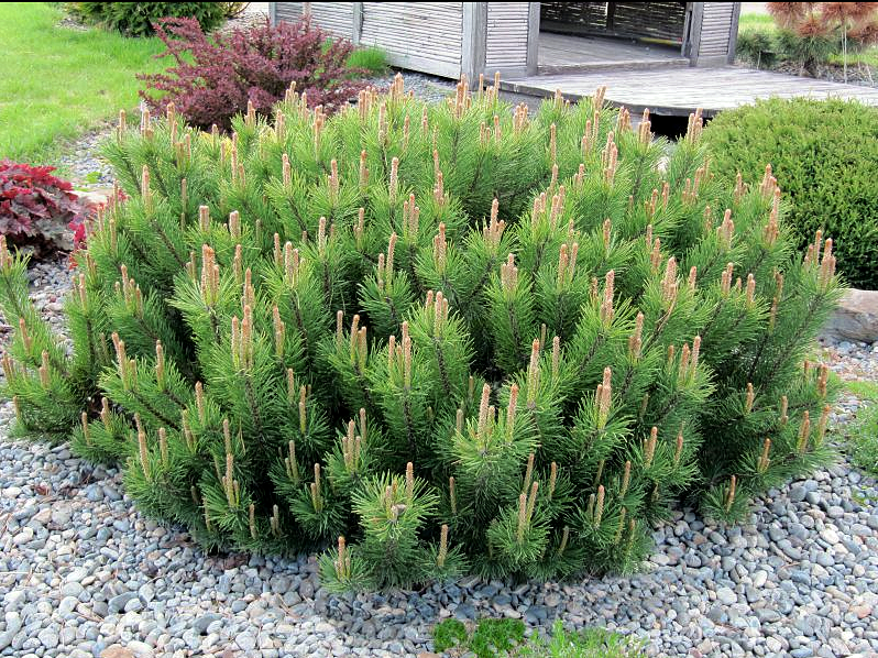 Pinus Mugo pumilo