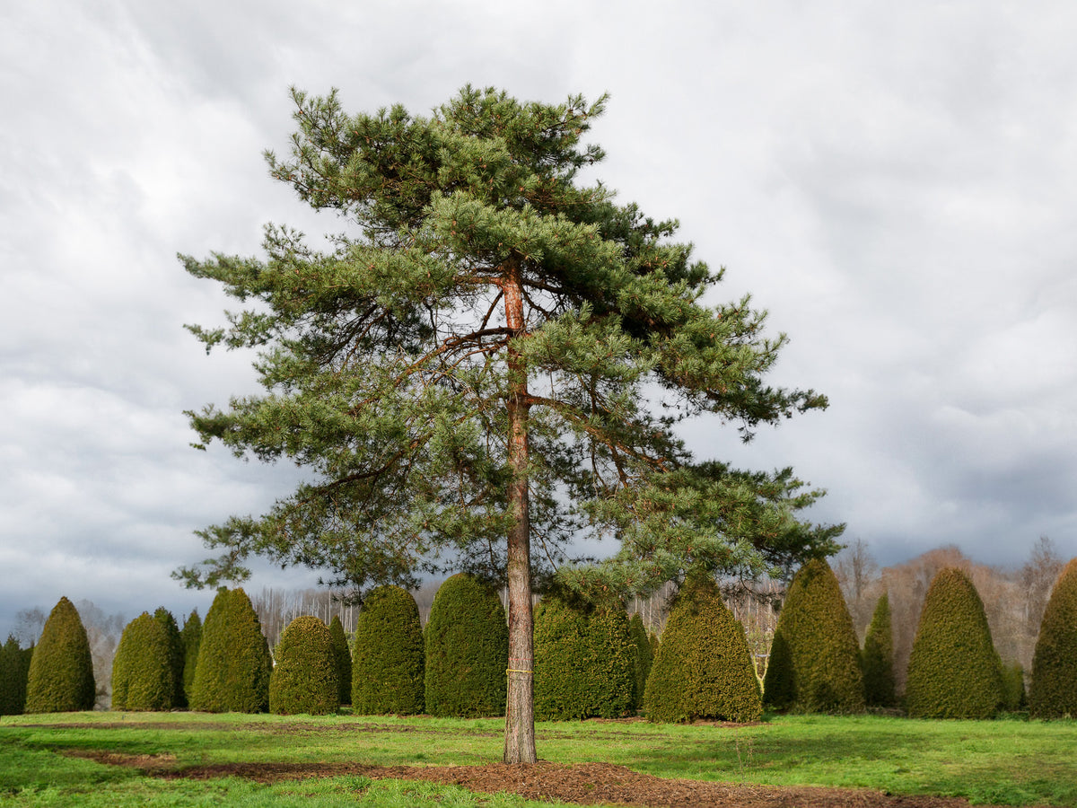 Pin Sylvestre - Pinus Sylvestris