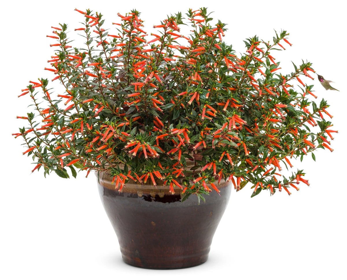 Pot Cuphea -  'Vermillionaire®'