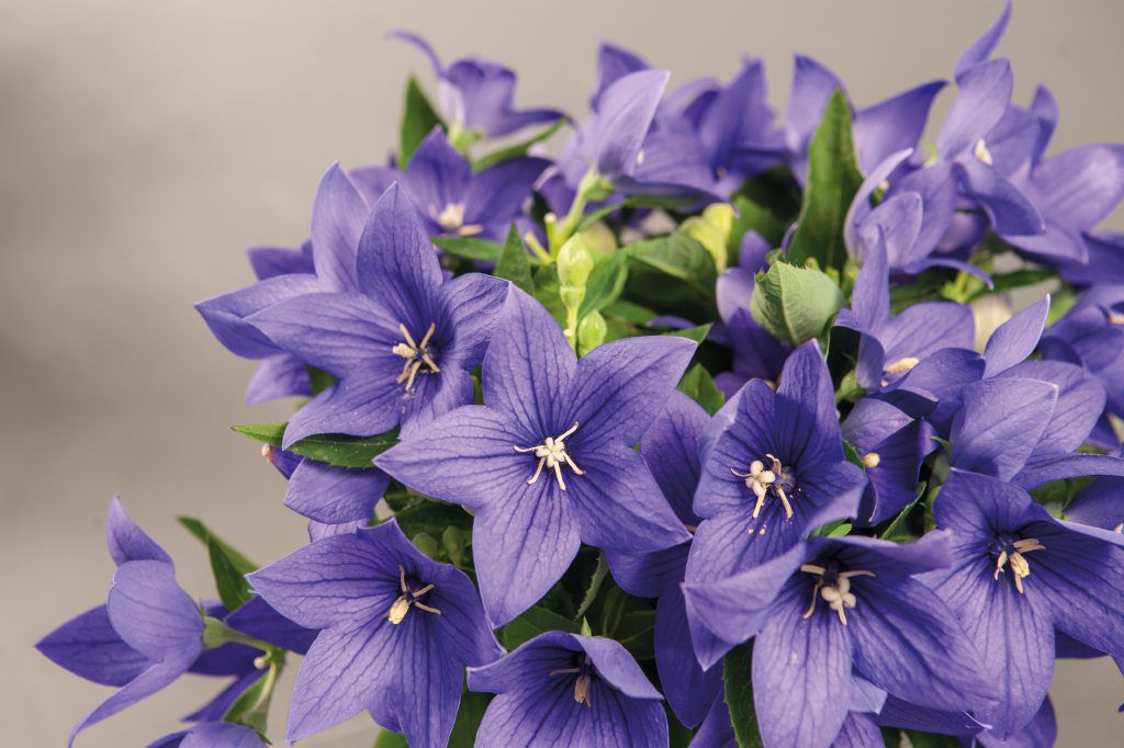 Platycodon Pop Star™ 'Blue'