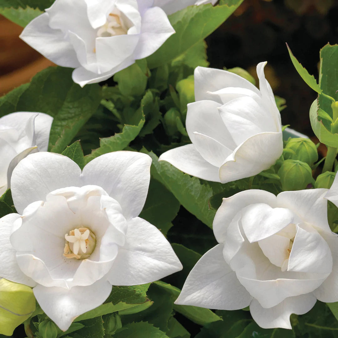 Platycodon grandiflorus Astra White