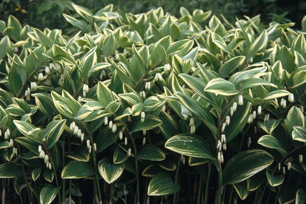 Polygonatum odoratum  'Variegatum'