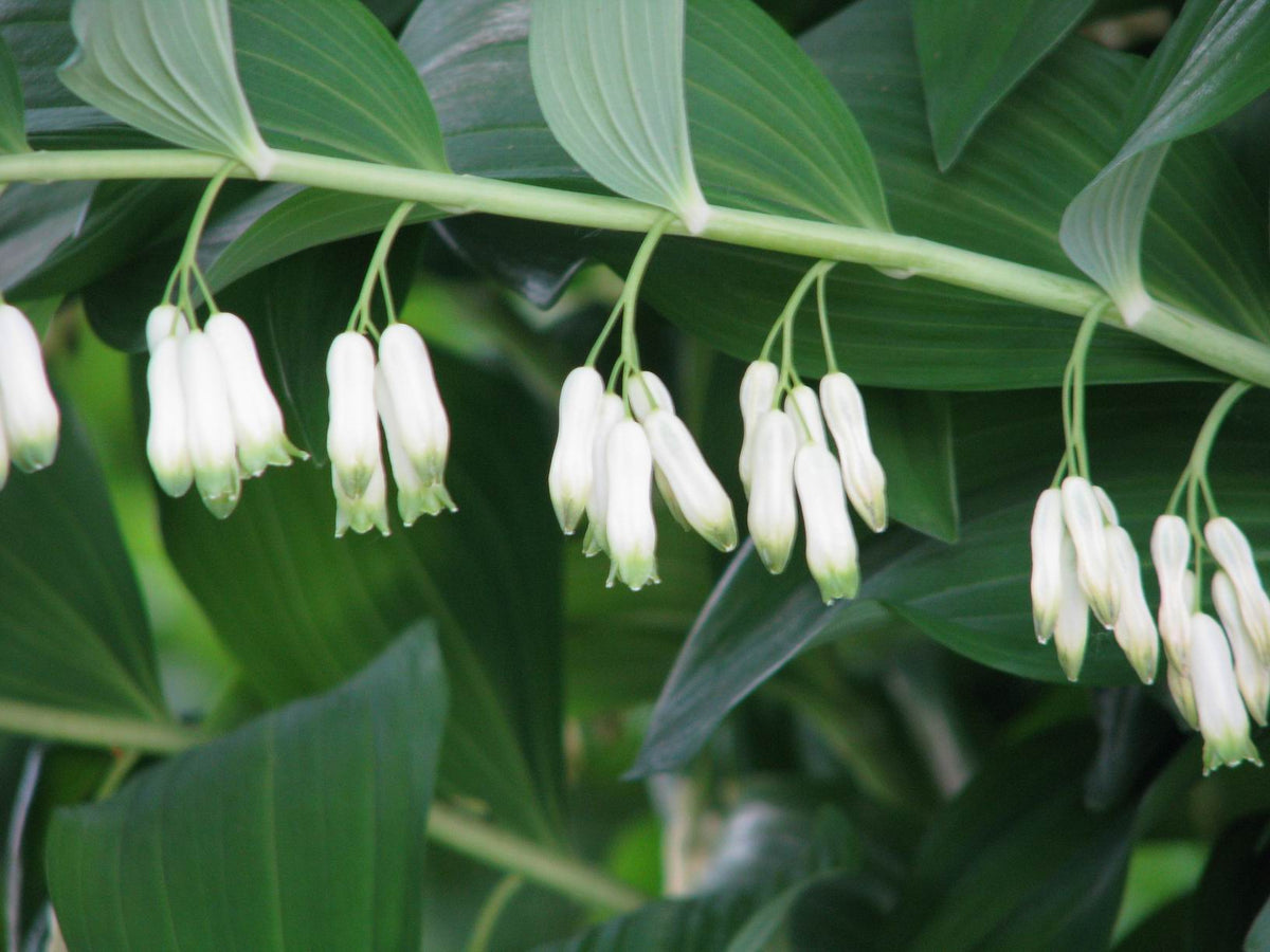 Polygonatum multiflorum - sceau de Salomon