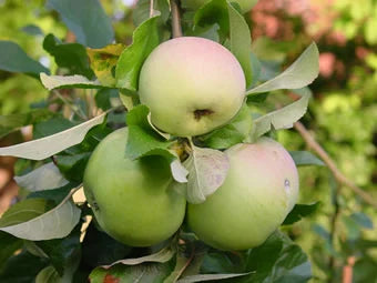 Pommiers - Gravenstein - MALUS