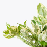 Epipremnum aureum Pearls & Jade (Pothos Pearls & Jade)