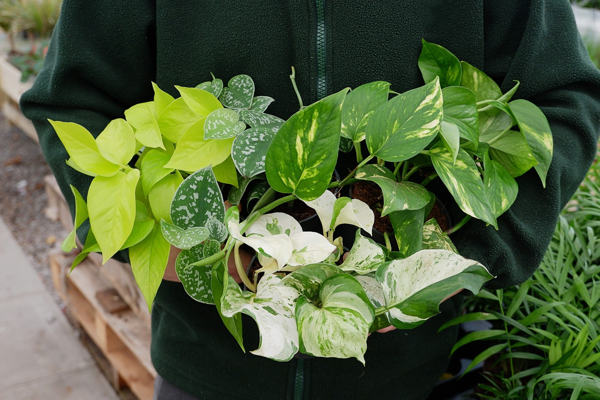 pothos mix Pothos Mix (assortis) – FleurExcel Inc
