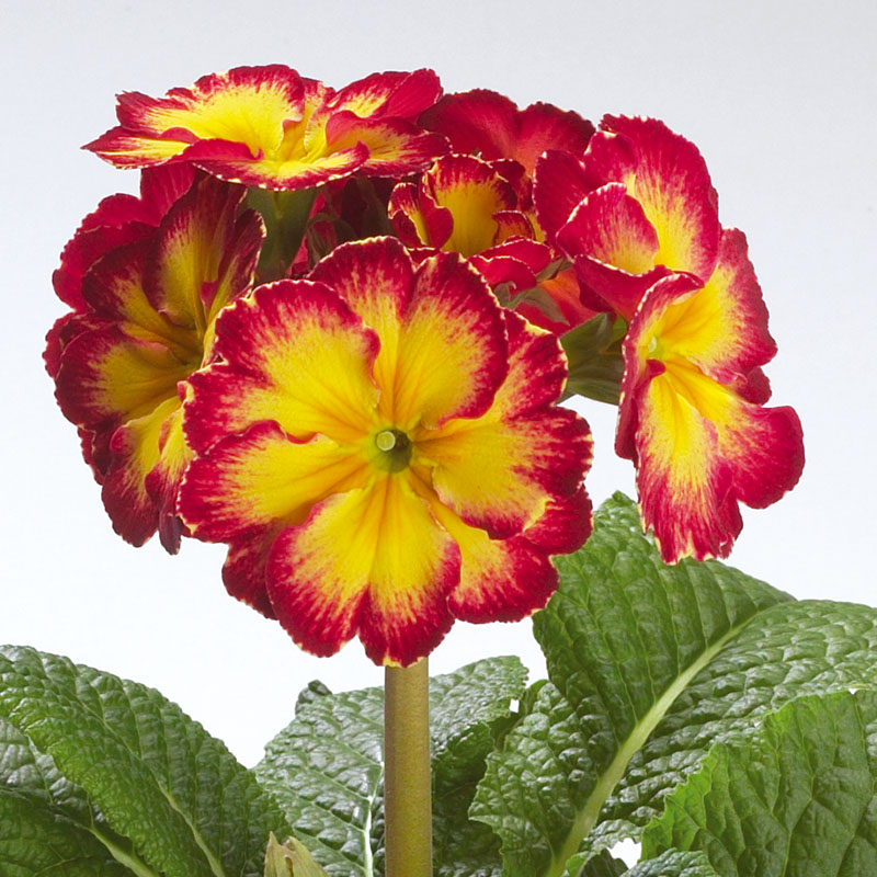 Primula x polyantha 'Pacific Giant Fire'