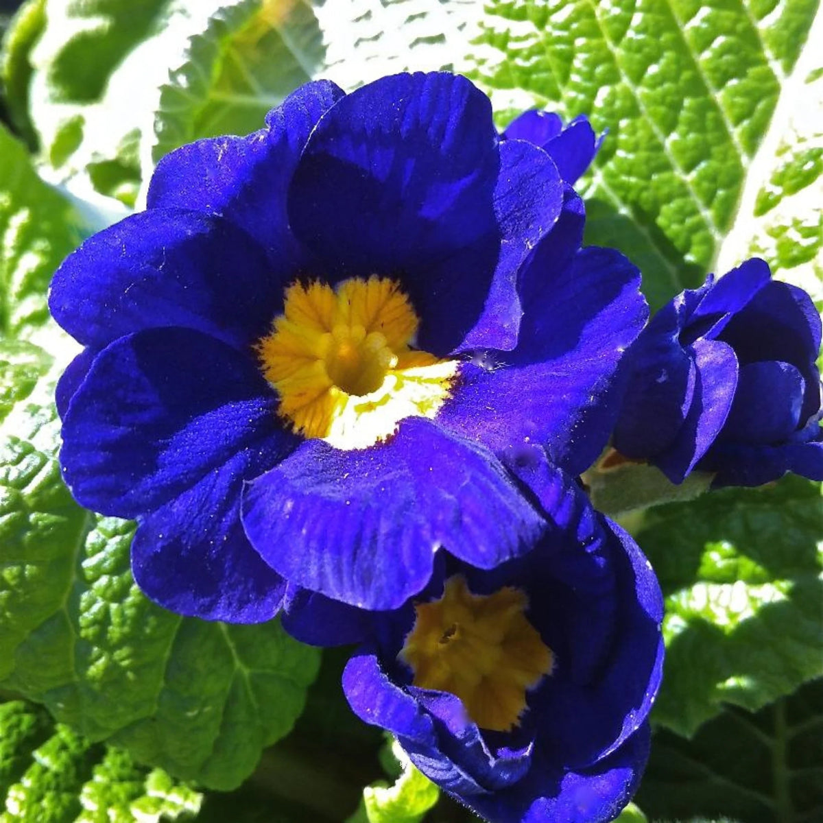 Primula x polyantha 'Pacific Giant Bleu