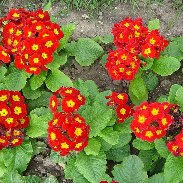 Primula Crescendo 'Bright Red'