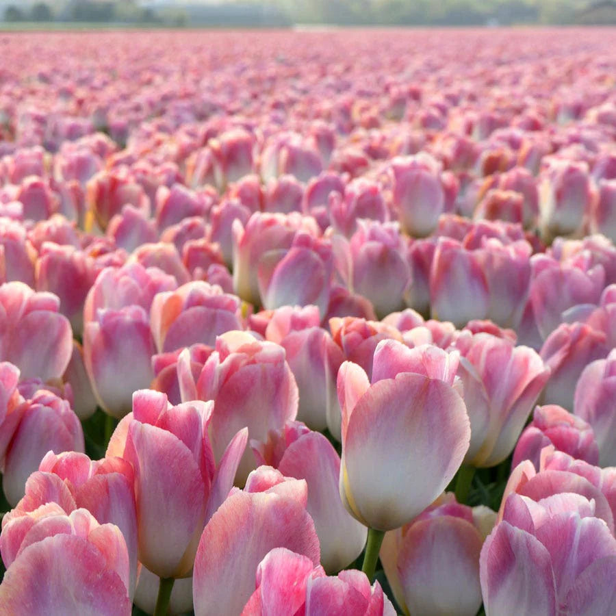 Bulbe d'automne - tulipe Kunyun