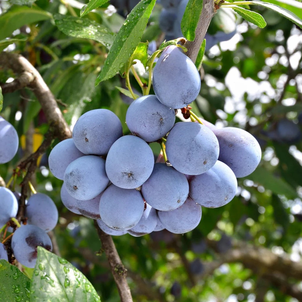 Prunus domestica 'Damas Bleu' (Blue Damson)