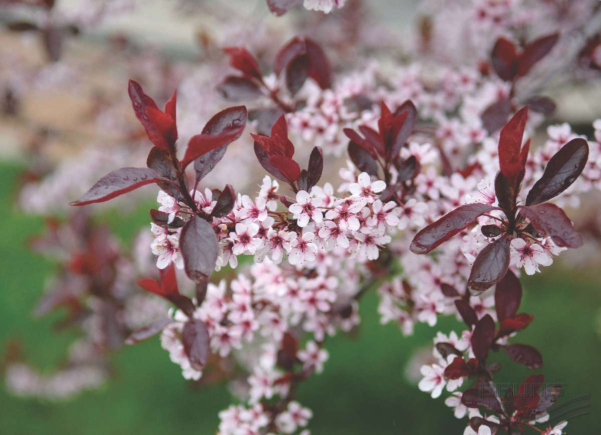 Prunus cistena (x)