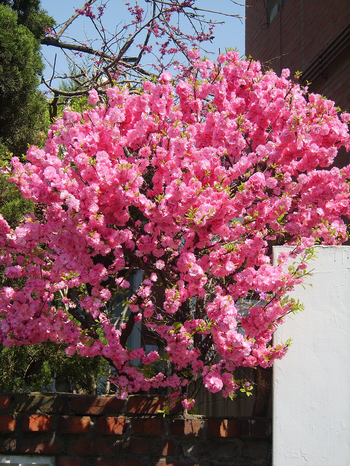 Prunus triloba (Multiplex) - Amandier à fleurs doubles
