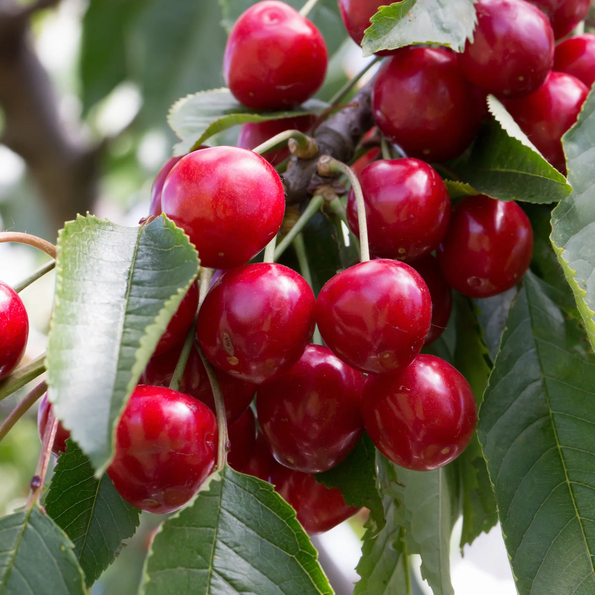 Prunus avium 'Van' - Cerisiers