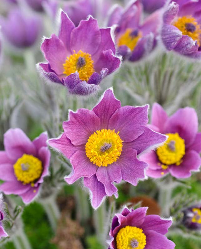 Pulsatilla vulgaris