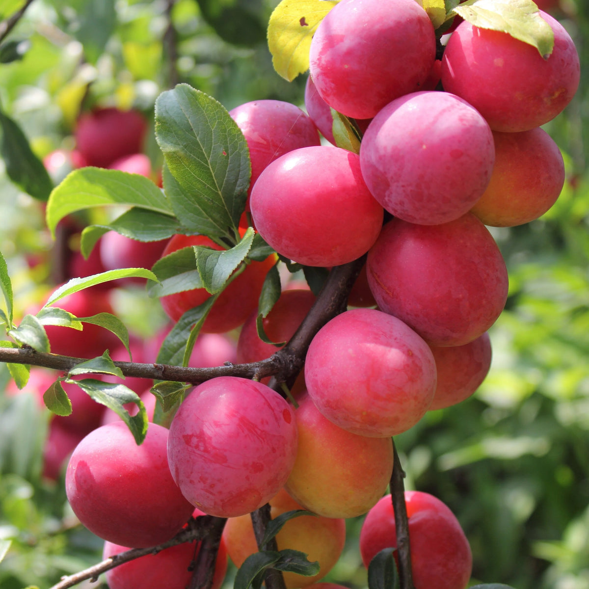 Prunus salicina 'Pembina' - Pruniers