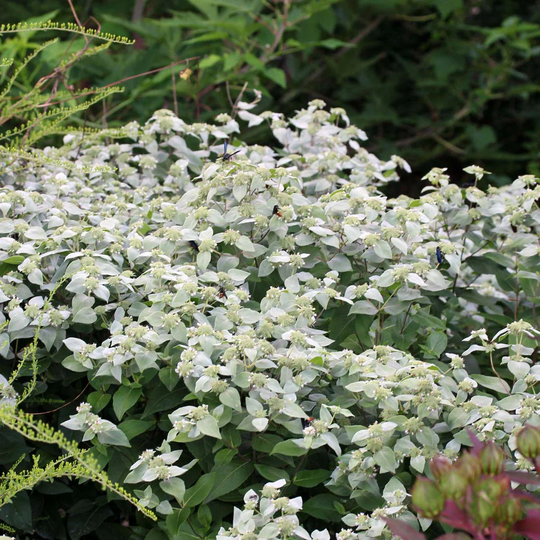 Pycnanthemum muticum