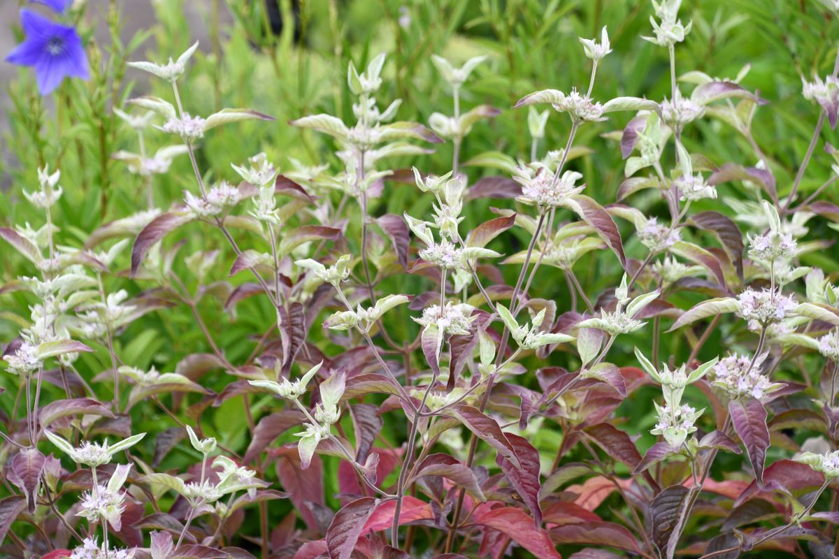 Pycnanthemum 'Smokey Mountain Mint' (inc.)