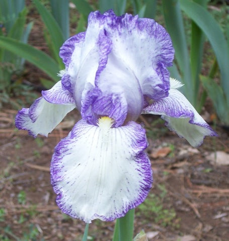 Iris barbata 'Queen Dorothy'- Iris barbu