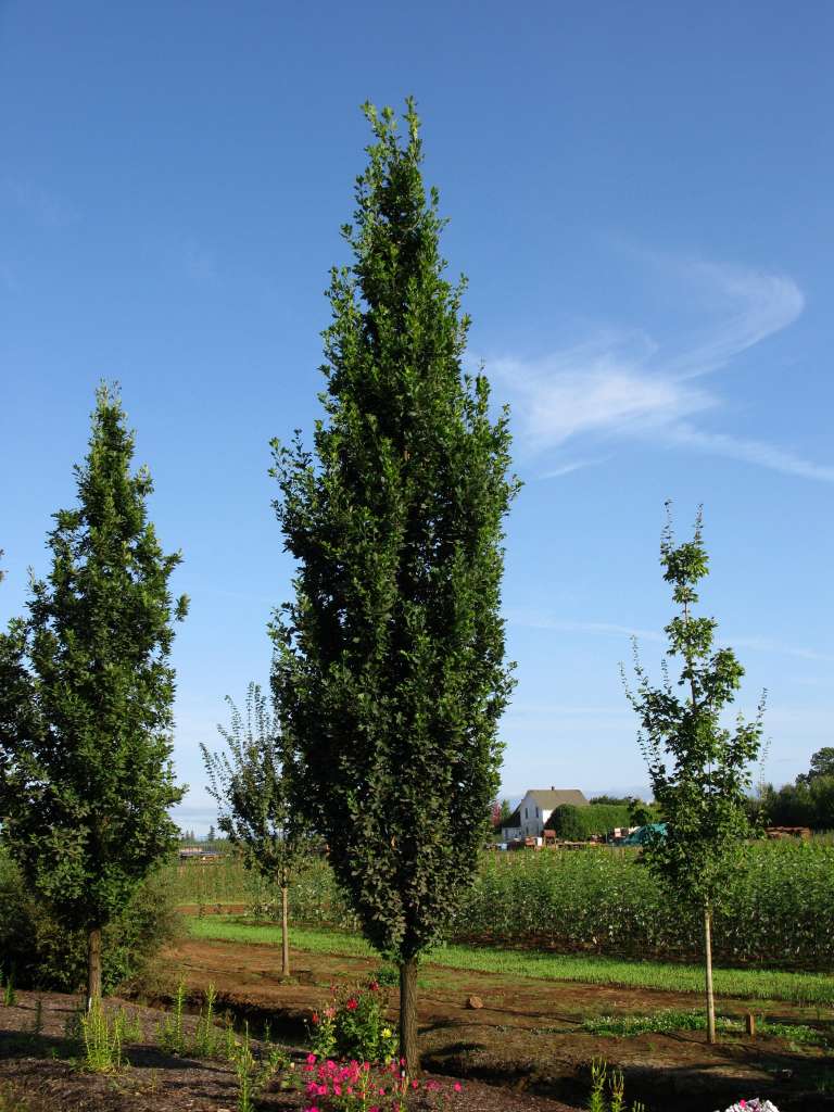 Quercus Robur Skinny Genes