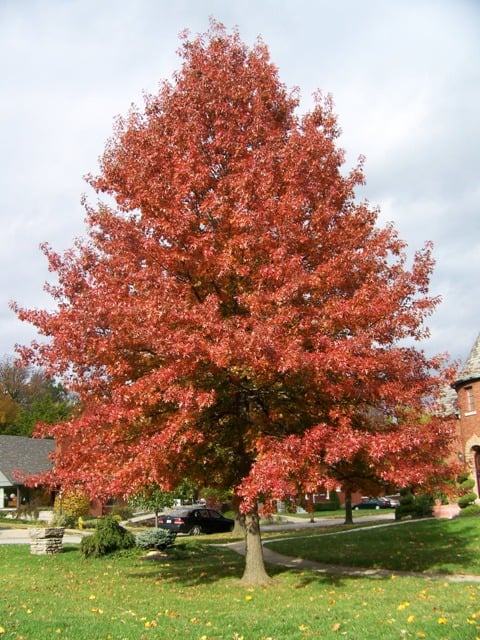 Quercus - Palustris - Chêne des marais