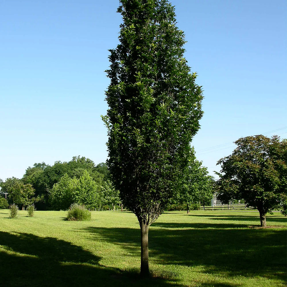 Quercus Robur Regal Prince