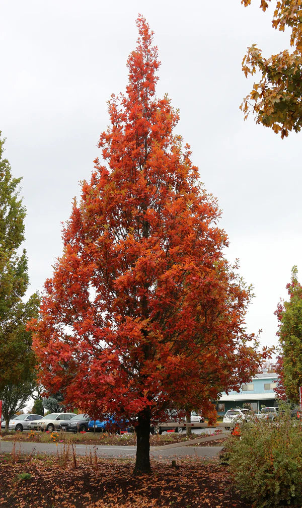 Quercus - Alba - Streetspire