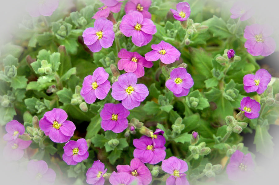 Aubrieta cultorum 'hendersonii'