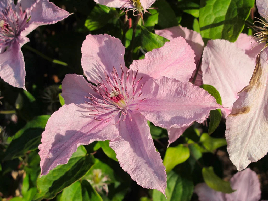Clématite 'Hagley Hybrid' (Pink Chiffon) - clématite