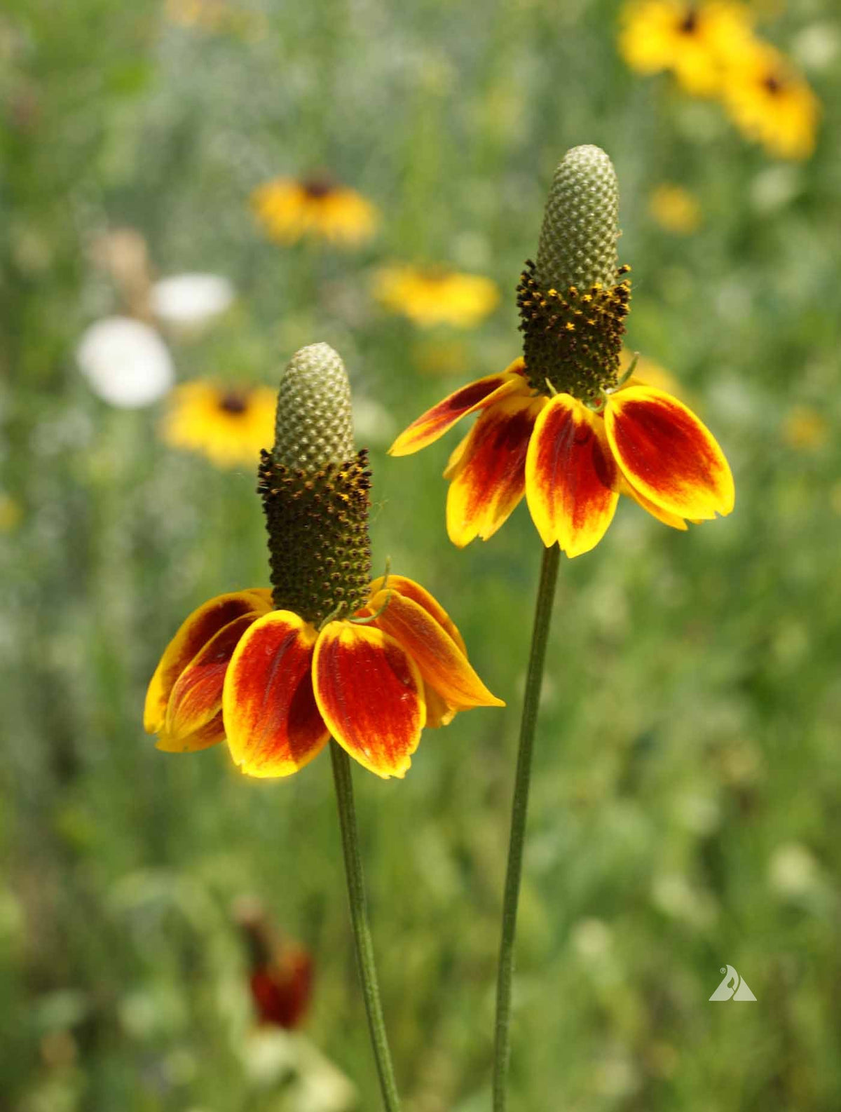 Ratibida columnifera - Mexican hat