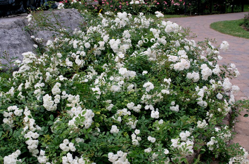 Rosa 'Alba Meidiland'