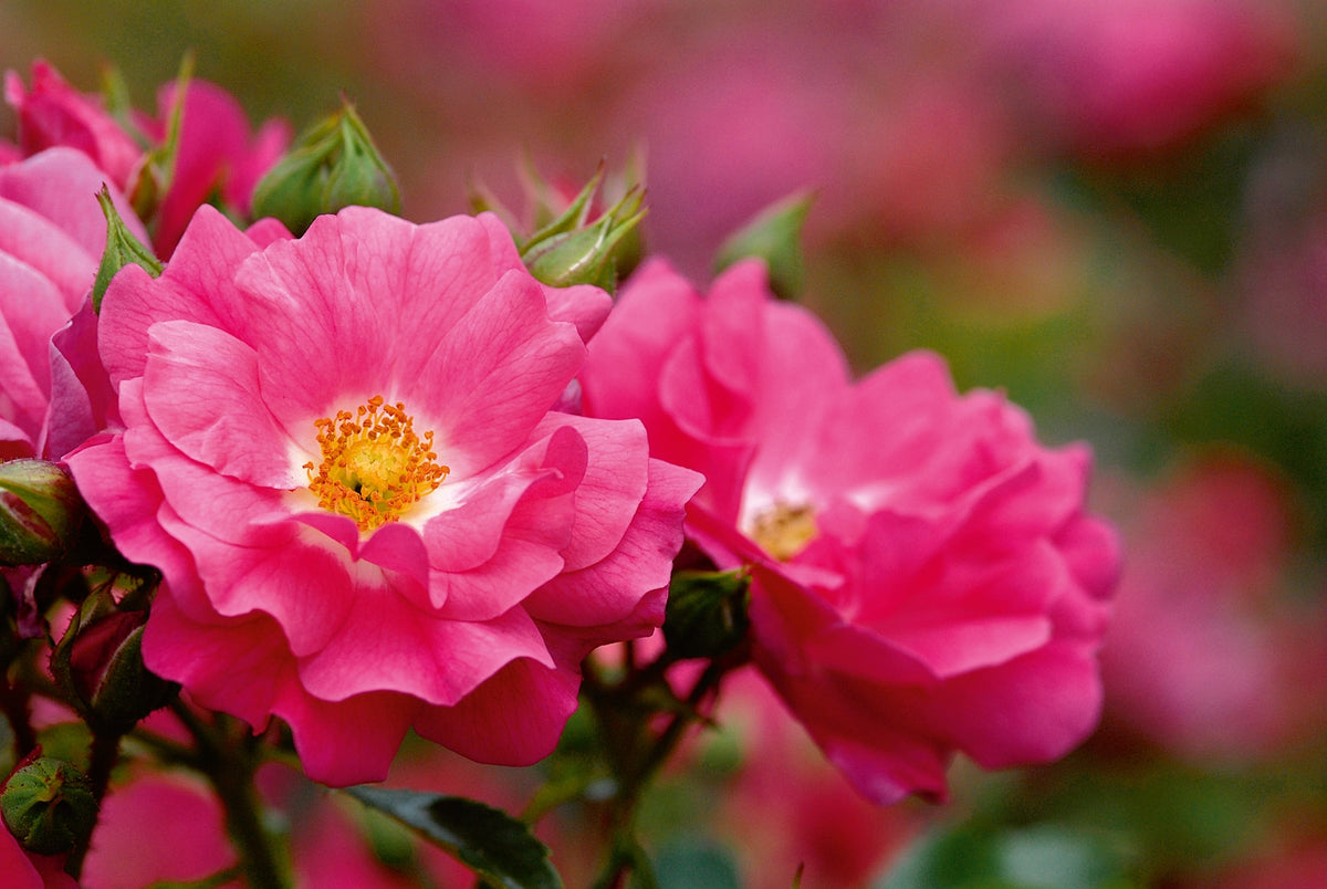Rosa 'Emera' - rosier