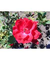 Rosa 'Champlain' (Explorer)