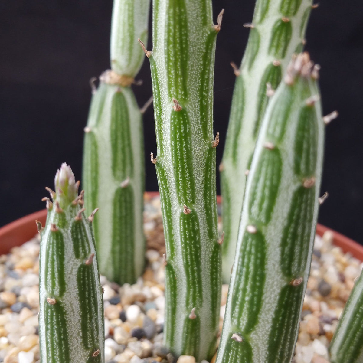 Senecio Stapeliiformis