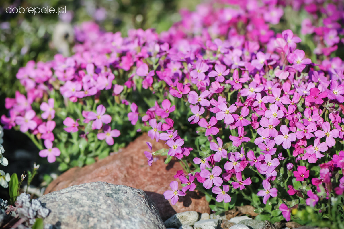 Aubrieta x Cultorum Leichtlinii