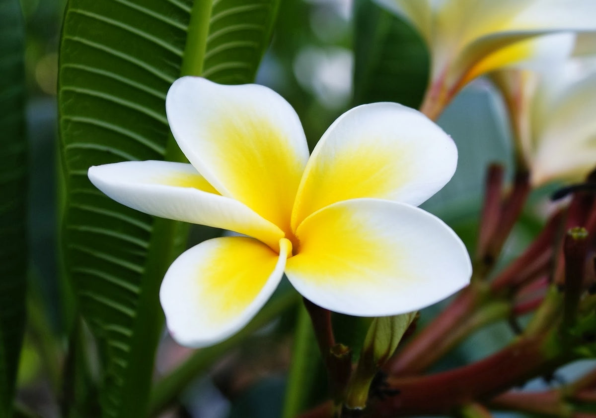 Plumeria - clay/terre cuite