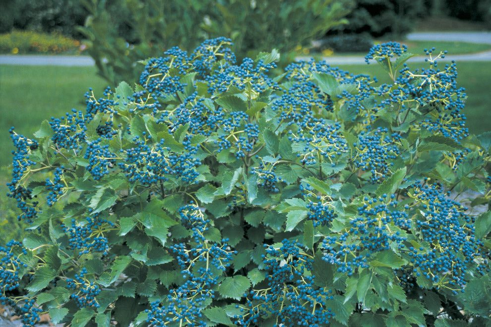 Viburnum dentatum "Blue Muffin"