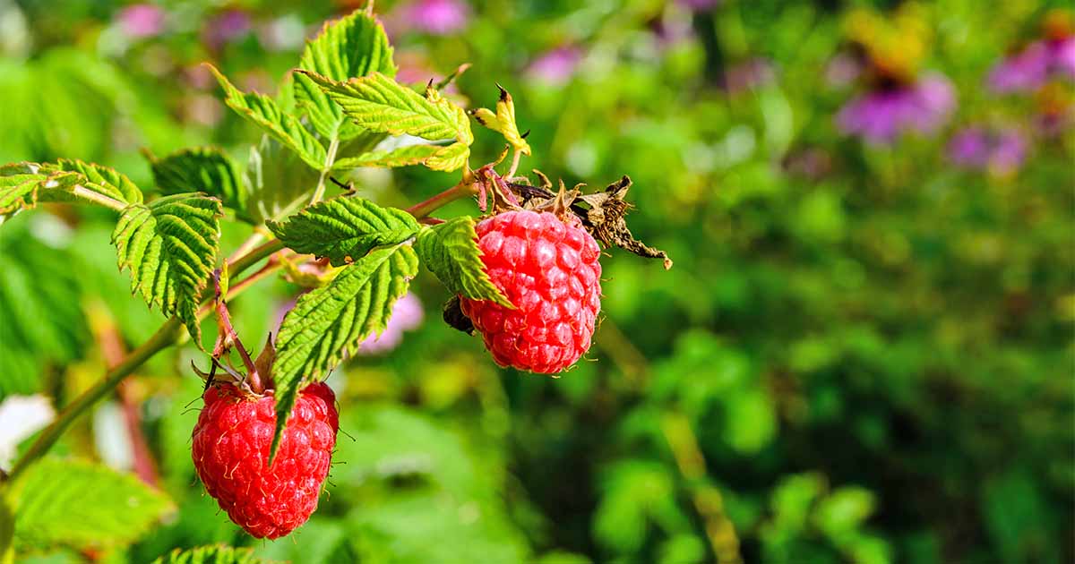 Rubus ideaus 'Mammoth' - Framboise