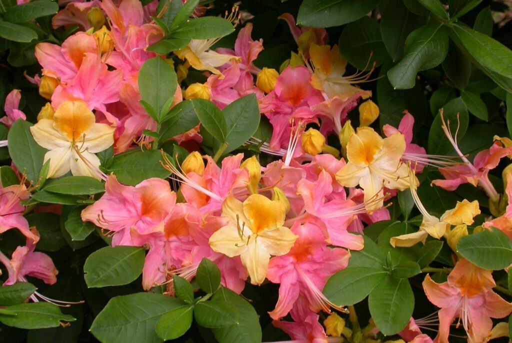 Rhododendron 'Garden Rainbow' - Azalea