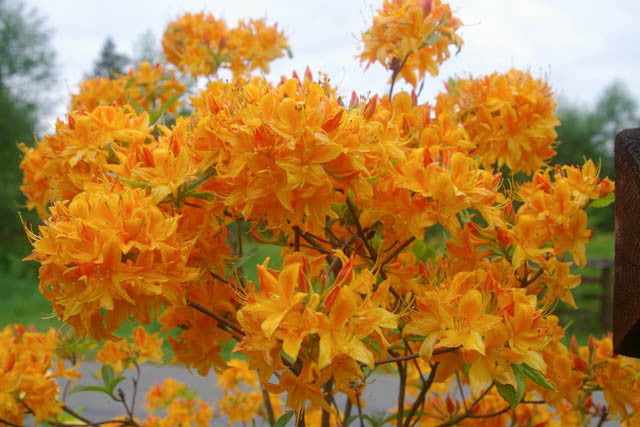Azalea "Golden Light's"