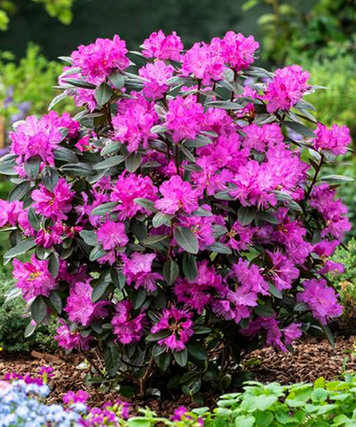 Rhododendron PJM Elite Star – FleurExcel Inc.