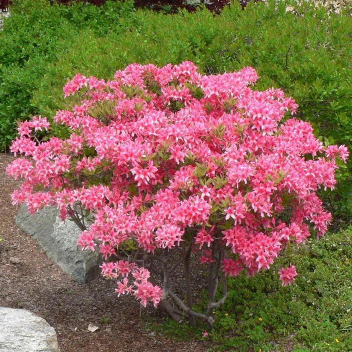 Azalea - Rosy Lights Rhododendron