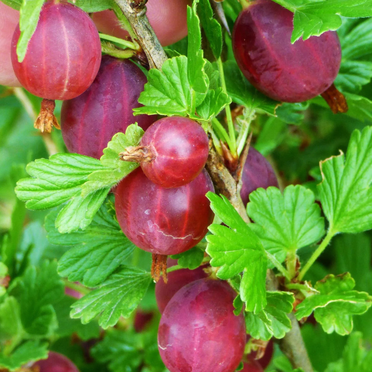 Ribes uva-crispa 'Little Ben' - Groseiller