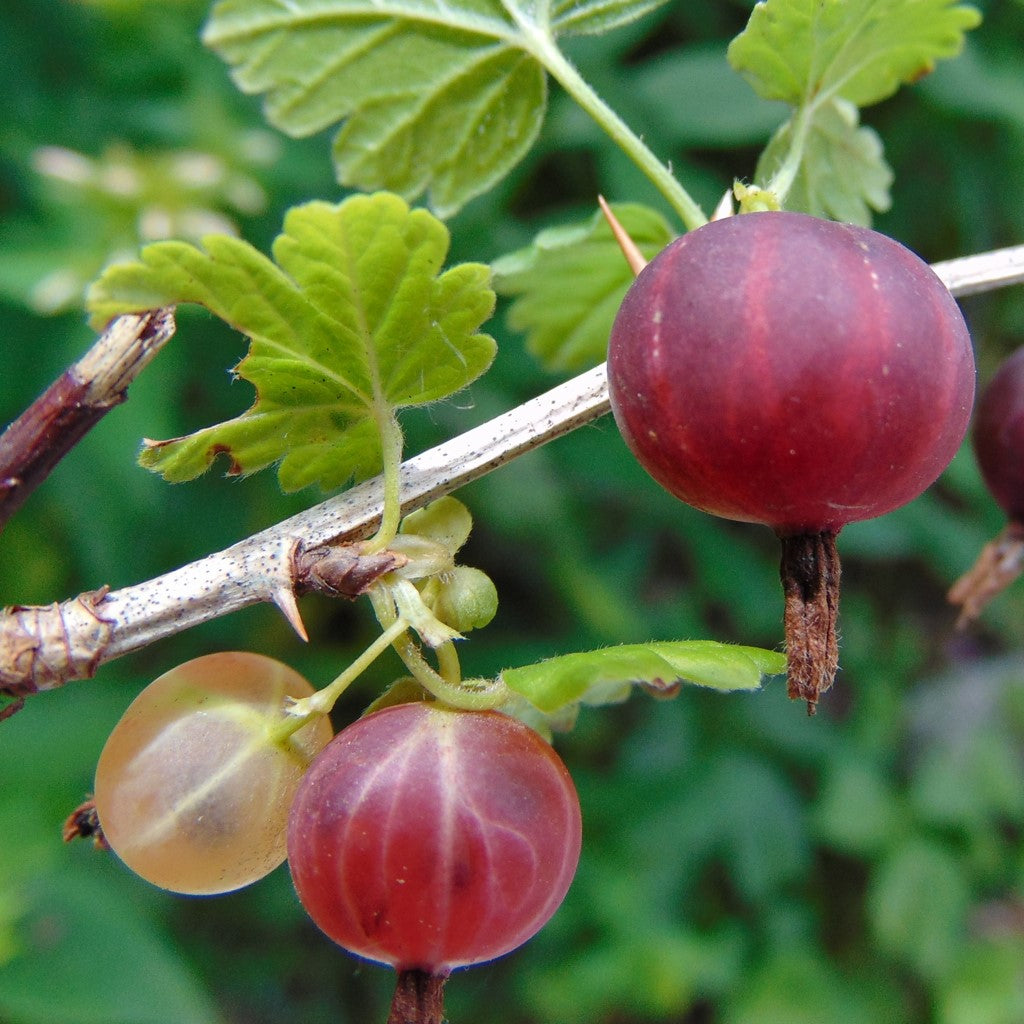 Ribes Hirtellum Captivator