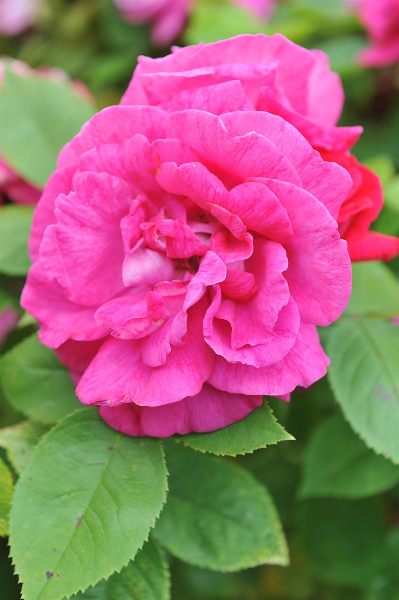Rosa grimpant 'Captain Samuel Holland' - rosier