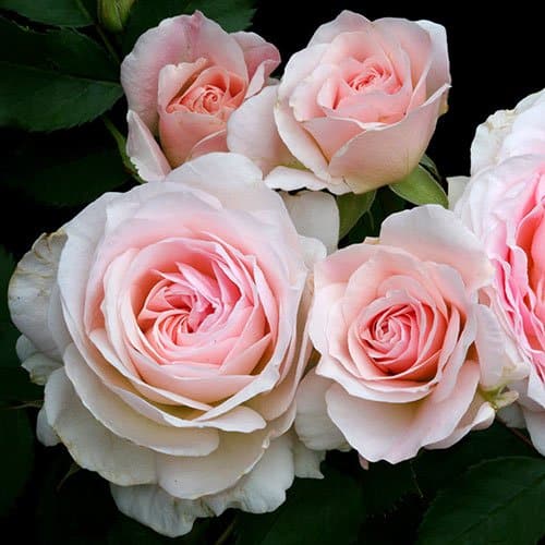 Rosa 'Morden Blush' - rosier