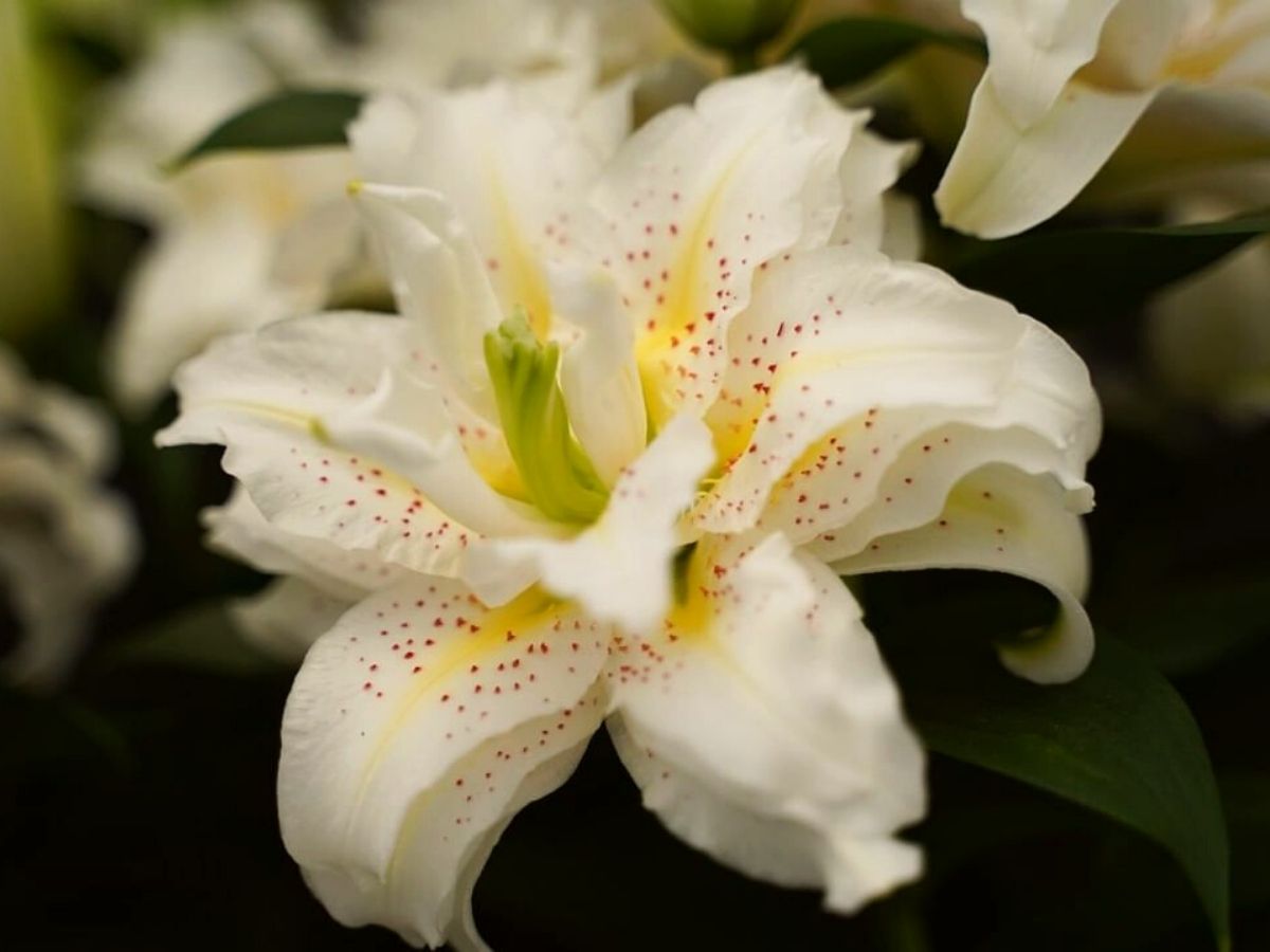 Lilium Roselily 'Sita' - Lys