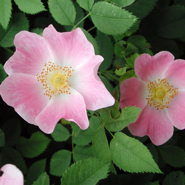 Rosa indigène - Rosier Inerme – Rosa blanda