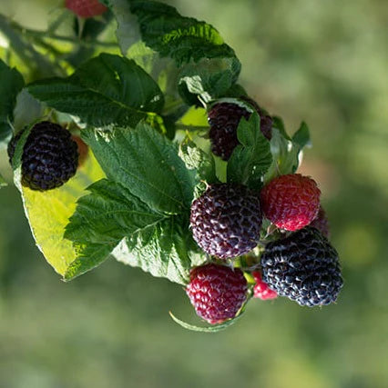 Framboise Bleu nuit - framboisier